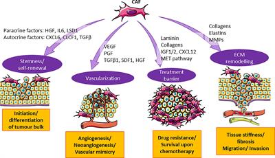 The origins, roles and therapies of cancer associated fibroblast in liver cancer